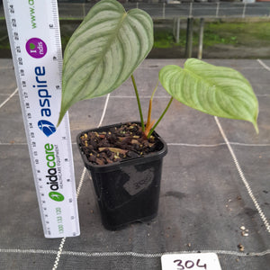#304 Philodendron Tenue x Plowmanii