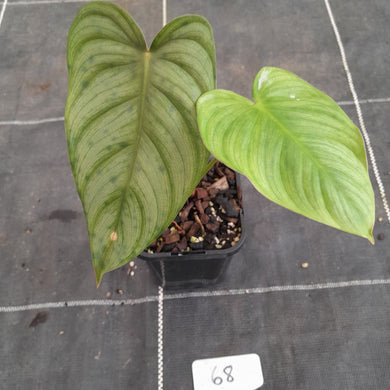 #68 Philodendron Tenue x Plowmanii