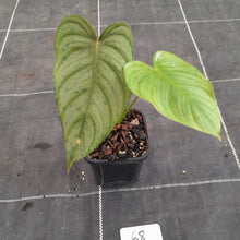 Load image into Gallery viewer, #68 Philodendron Tenue x Plowmanii
