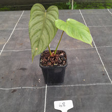 Load image into Gallery viewer, #68 Philodendron Tenue x Plowmanii