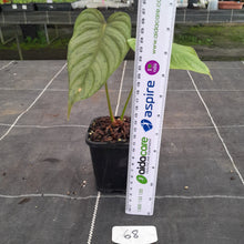Load image into Gallery viewer, #68 Philodendron Tenue x Plowmanii