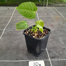 Load image into Gallery viewer, #10 Anthurium Veitchii Seedling