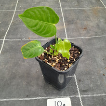 Load image into Gallery viewer, #10 Anthurium Veitchii Seedling