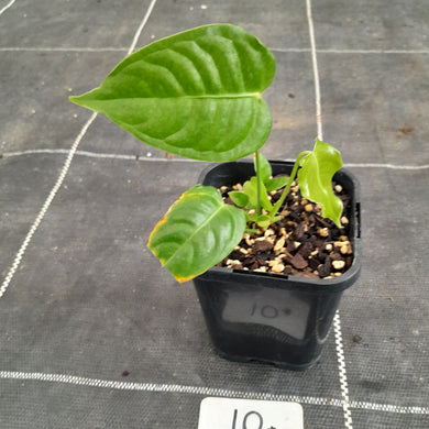 #10 Anthurium Veitchii Seedling