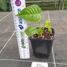 Load image into Gallery viewer, #10 Anthurium Veitchii Seedling