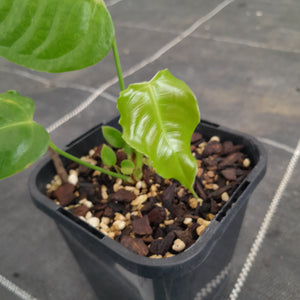 #10 Anthurium Veitchii Seedling