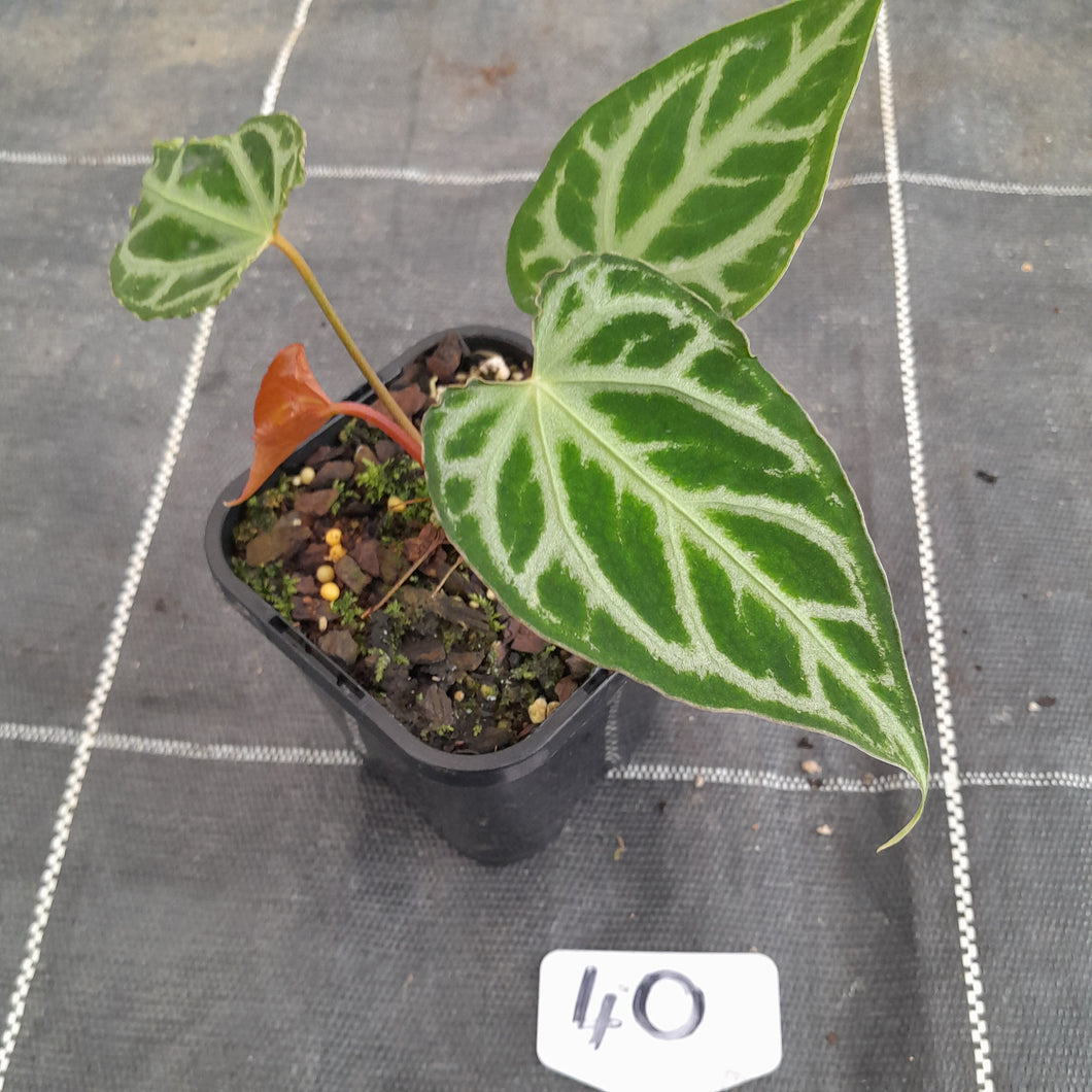 #40 Anthurium Magnificum - Pure