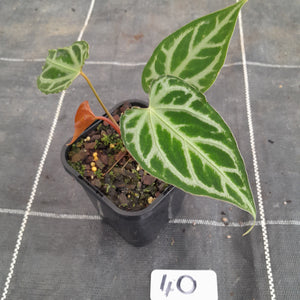 #40 Anthurium Magnificum - Pure