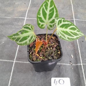 #40 Anthurium Magnificum - Pure