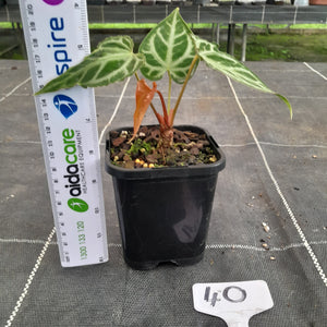 #40 Anthurium Magnificum - Pure