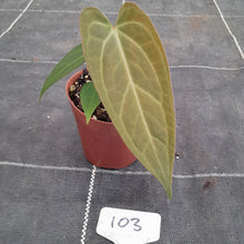 Load image into Gallery viewer, #103 Anthurium NOID