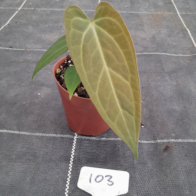#103 Anthurium NOID