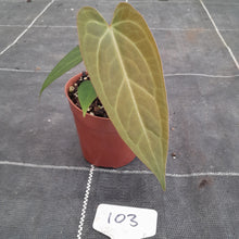 Load image into Gallery viewer, #103 Anthurium NOID