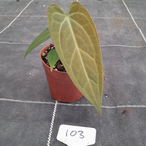 #103 Anthurium NOID
