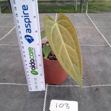 Load image into Gallery viewer, #103 Anthurium NOID