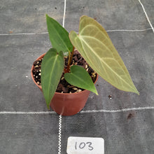 Load image into Gallery viewer, #103 Anthurium NOID
