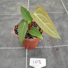 Load image into Gallery viewer, #103 Anthurium NOID