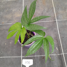 Load image into Gallery viewer, #106 Amydrium Zippelianum