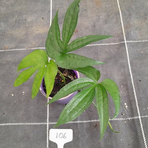 #106 Amydrium Zippelianum