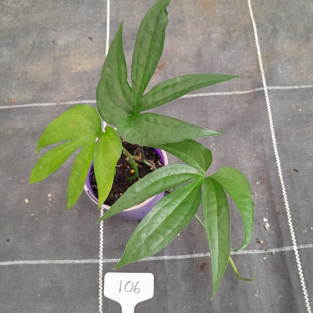 #106 Amydrium Zippelianum
