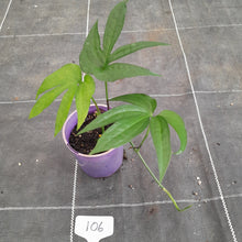 Load image into Gallery viewer, #106 Amydrium Zippelianum