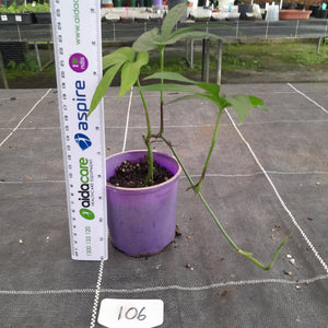 #106 Amydrium Zippelianum