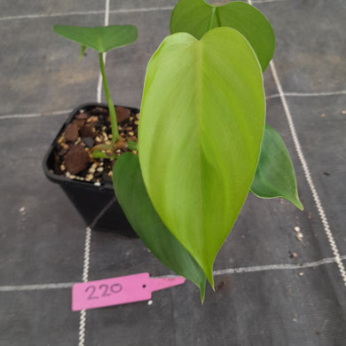 #220 Philodendron Equatorial Flat Leaf