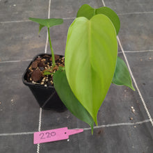 Load image into Gallery viewer, #220 Philodendron Equatorial Flat Leaf