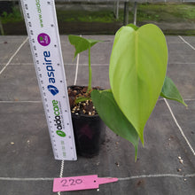 Load image into Gallery viewer, #220 Philodendron Equatorial Flat Leaf