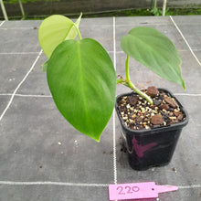 Load image into Gallery viewer, #220 Philodendron Equatorial Flat Leaf