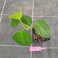 Load image into Gallery viewer, #220 Philodendron Equatorial Flat Leaf