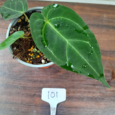 #101 Anthurium (Papillilaminum x Hoffmanii) x