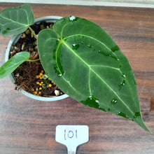 Load image into Gallery viewer, #101 Anthurium (Papillilaminum x Hoffmanii) x