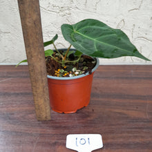 Load image into Gallery viewer, #101 Anthurium (Papillilaminum x Hoffmanii) x
