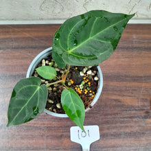 Load image into Gallery viewer, #101 Anthurium (Papillilaminum x Hoffmanii) x