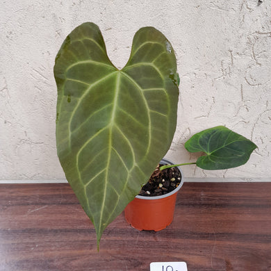 #10 Large Anthurium NOID