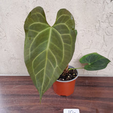 Load image into Gallery viewer, #10 Large Anthurium NOID