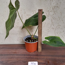 Load image into Gallery viewer, #10 Large Anthurium NOID