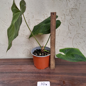 #10 Large Anthurium NOID