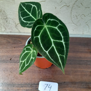 #74 Anthurium Crystallinum x Forgetii