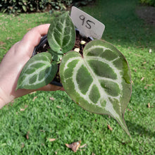 Load image into Gallery viewer, #95 Anthurium Crystallinum (Pure)