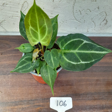 #106 Anthurium NOID with 2 x Heads