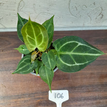 Load image into Gallery viewer, #106 Anthurium NOID with 2 x Heads