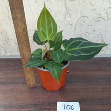 Load image into Gallery viewer, #106 Anthurium NOID with 2 x Heads