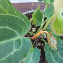 Load image into Gallery viewer, #106 Anthurium NOID with 2 x Heads