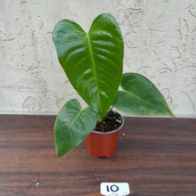 Load image into Gallery viewer, #10 Anthurium Veitchii - Wide Form