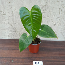Load image into Gallery viewer, #10 Anthurium Veitchii - Wide Form