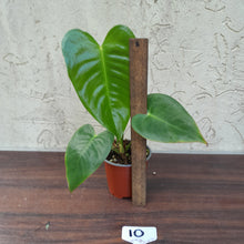 Load image into Gallery viewer, #10 Anthurium Veitchii - Wide Form