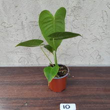 Load image into Gallery viewer, #10 Anthurium Veitchii - Wide Form