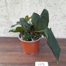 Load image into Gallery viewer, #103 Anthurium Midnight Velvet with 6 x Heads!
